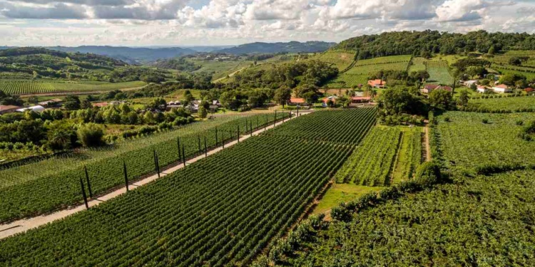 Vale dos Vinhedos - Serra Gaúcha