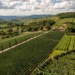 Vale dos Vinhedos - Serra Gaúcha