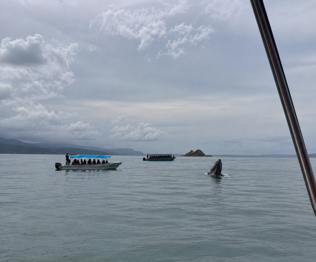 Baleia Costa Rica