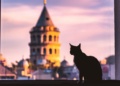 gatos de Istambul