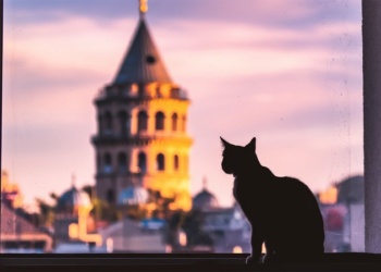gatos de Istambul