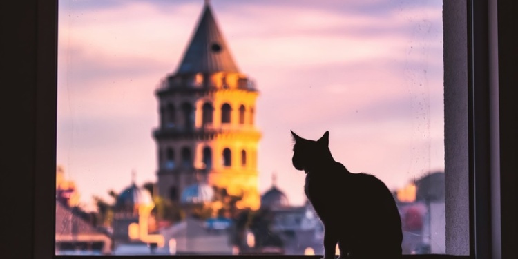 gatos de Istambul