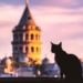 gatos de Istambul