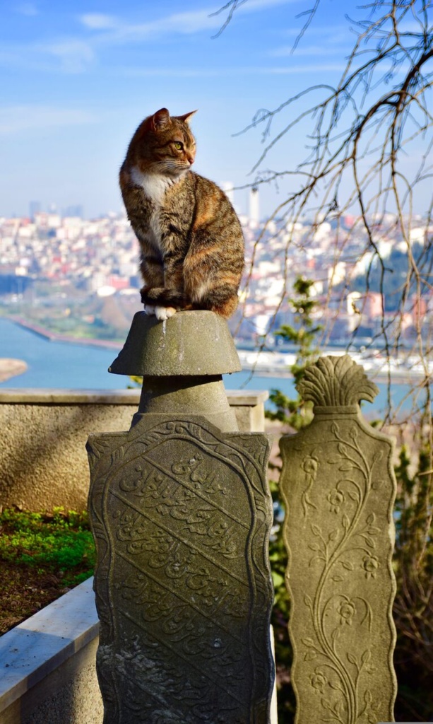 gatos de Istambul