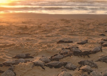 Nascimento de tartarugas em Los Cabos