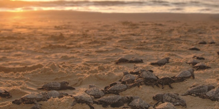 Nascimento de tartarugas em Los Cabos