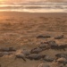 Nascimento de tartarugas em Los Cabos