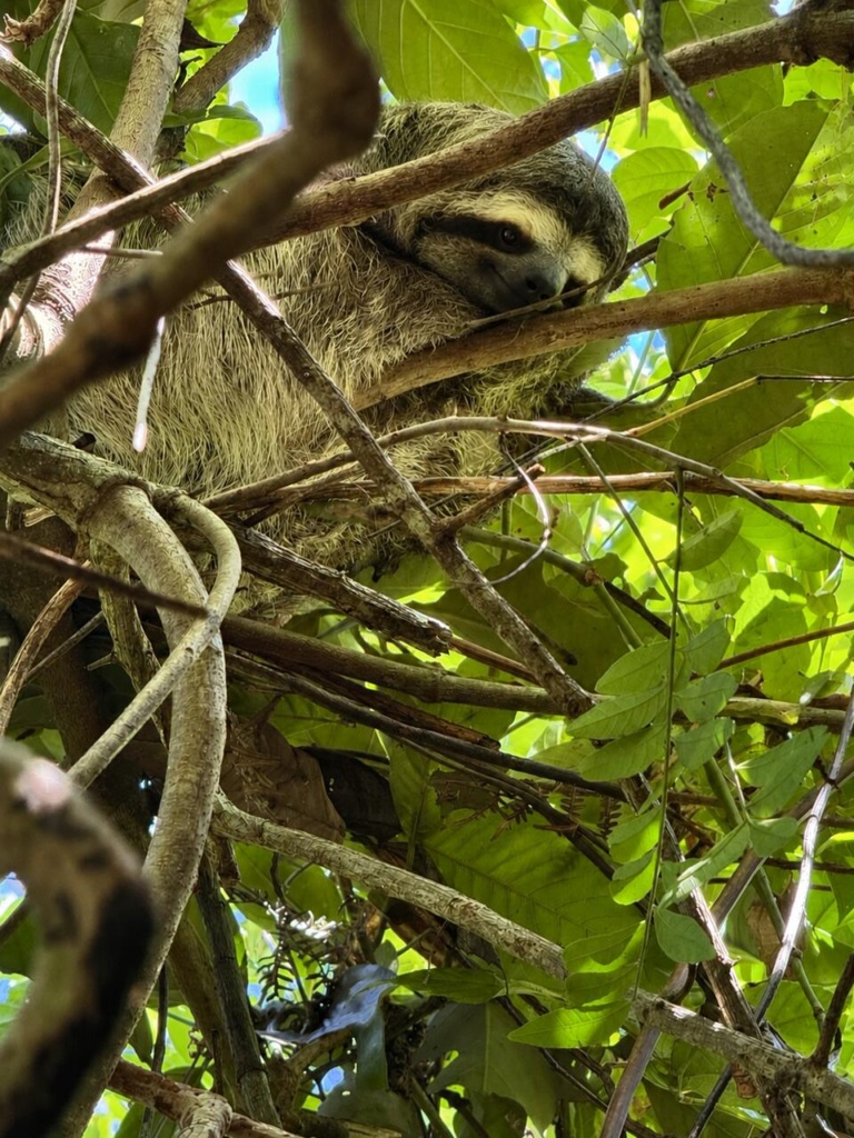 Bicho preguiça