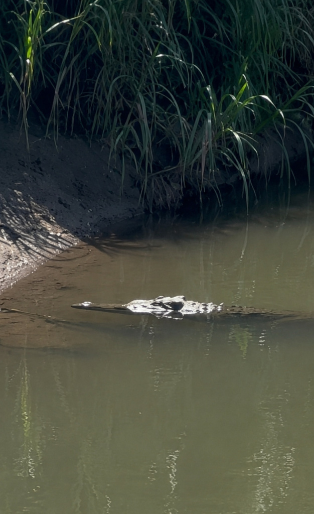 Crocodilo - Rio Tárcoles