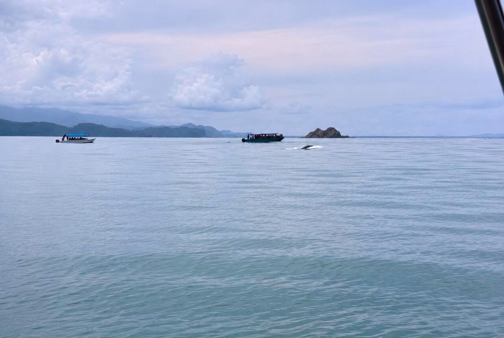 Baleia Costa Rica