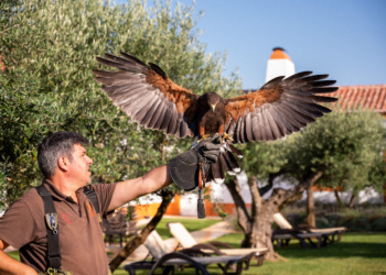 Falcoaria no Alentejo
