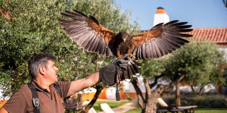 Falcoaria no Alentejo