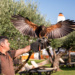 Falcoaria no Alentejo