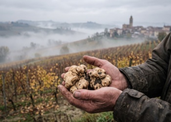 trufas brancas italianas